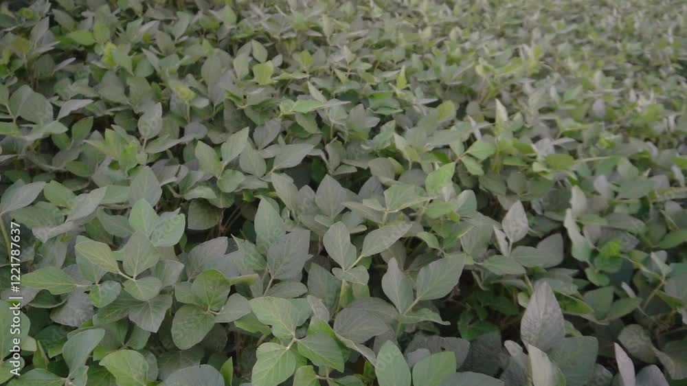 Slow-motion high-angle spinning-around image of a green soybean farmland. Slow-motion high-angle spinning-around image of a green soybean farmland.