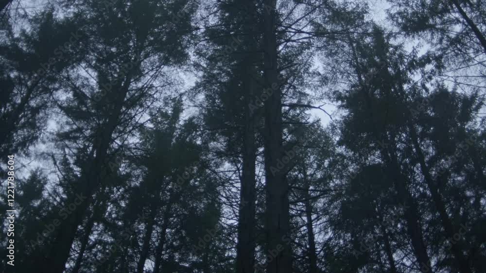 Dark forest treetops blowing in the storm