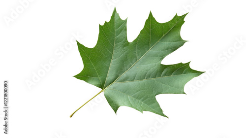 Green leaves, leaf on transparent background