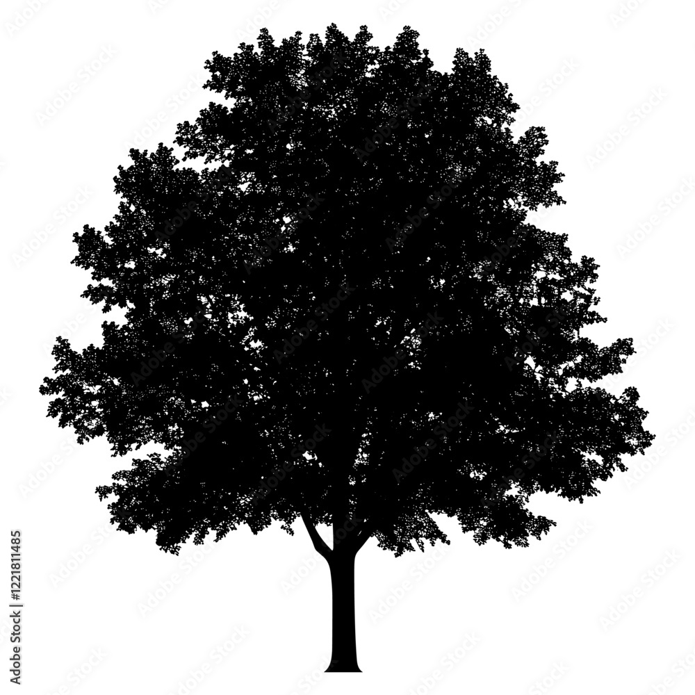 Fototapeta premium Maple tree outline silhouette white illustration vector