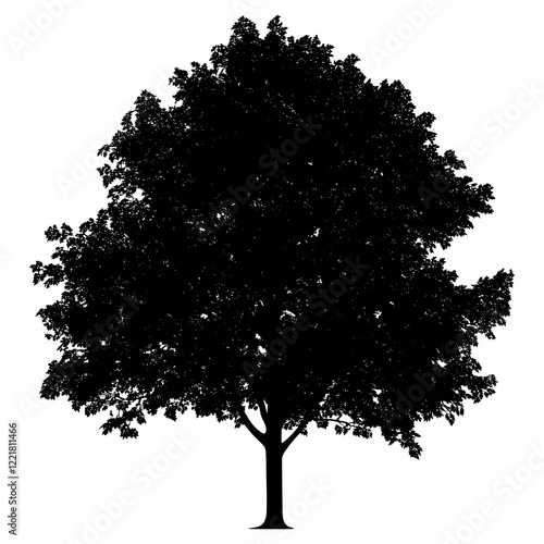 Maple tree outline silhouette white illustration vector