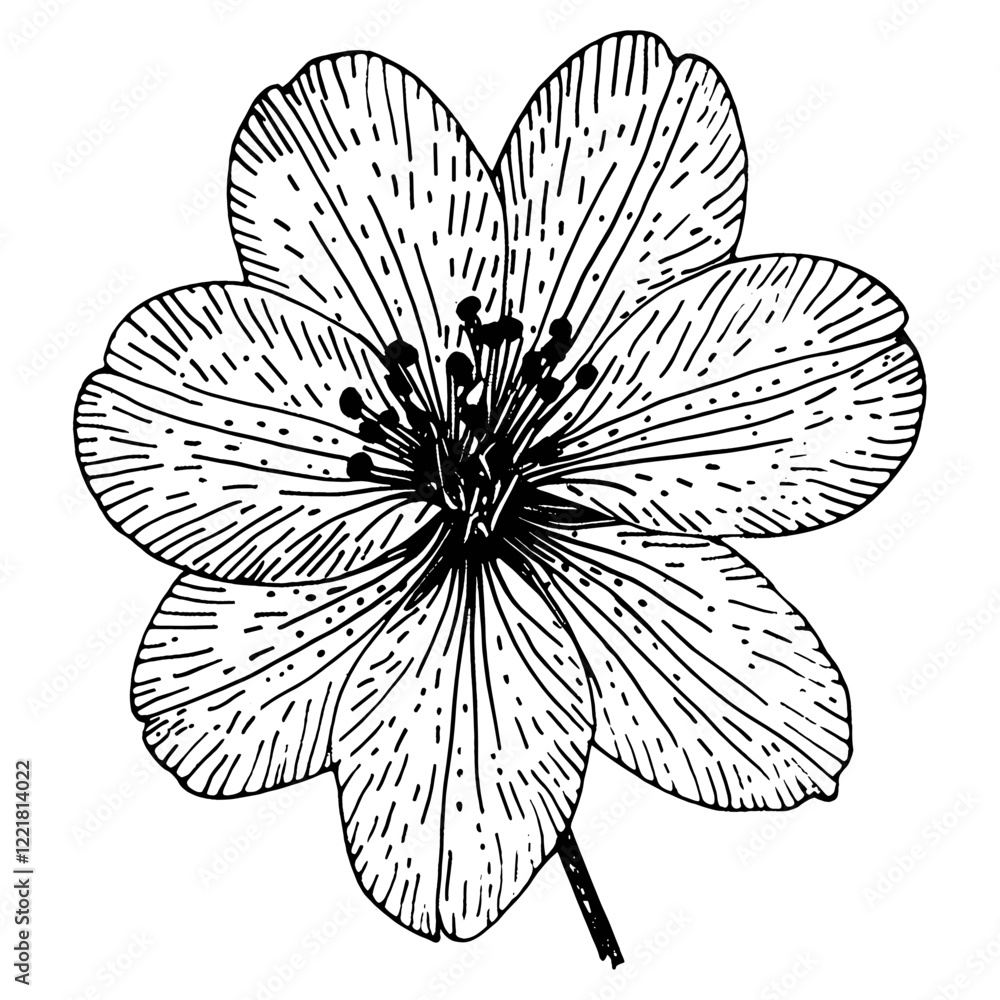 Fototapeta premium Alstroemeria flower illustration drawing sketch vector