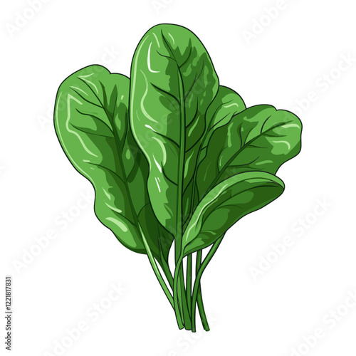 One spinach vector illustration vegetable food vector