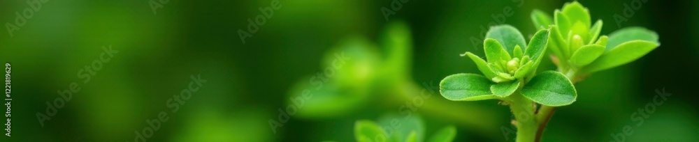 Small green plantlets on Kalanchoe pinnate stem, stem, nature, leaf
