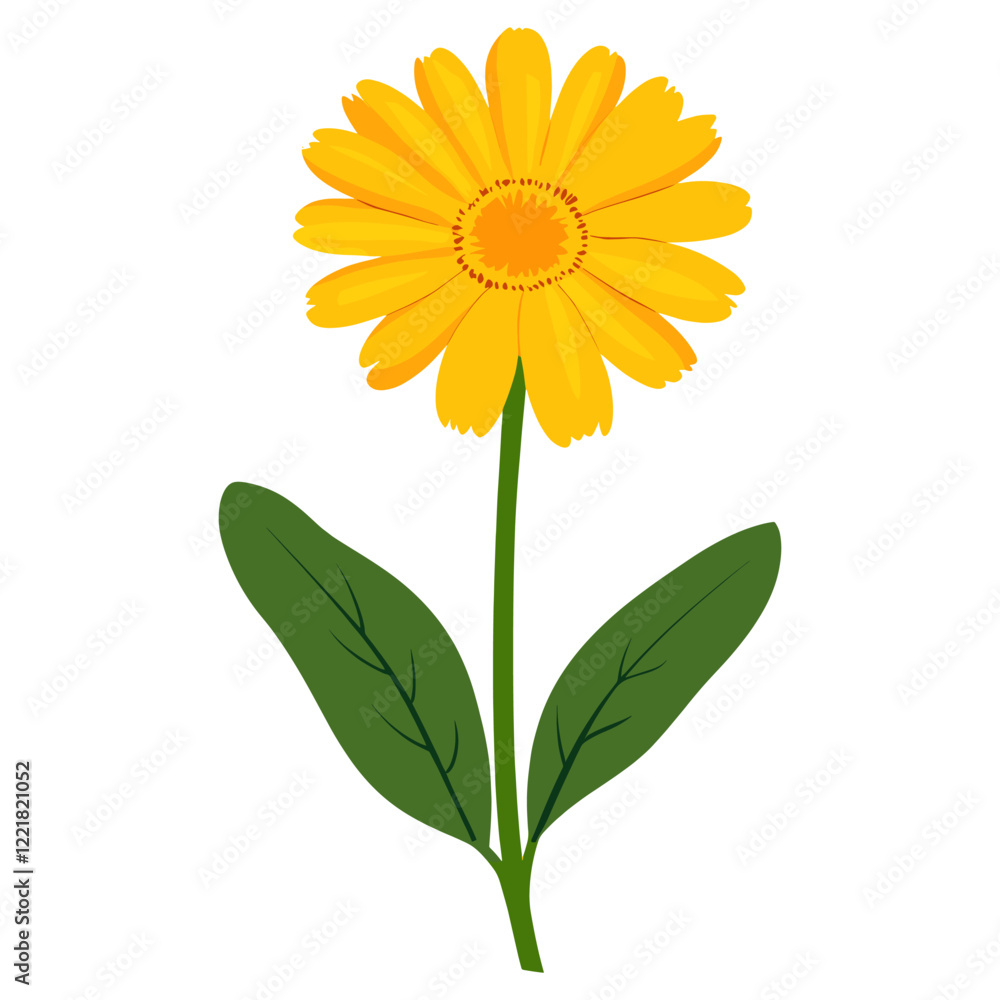 Obraz premium Yellow Calendula Blossom illustration blossom flower vector