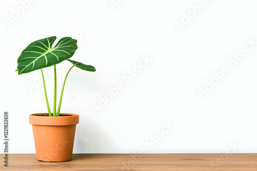 Velvet leaf plant pot, wood surface, white wall photo