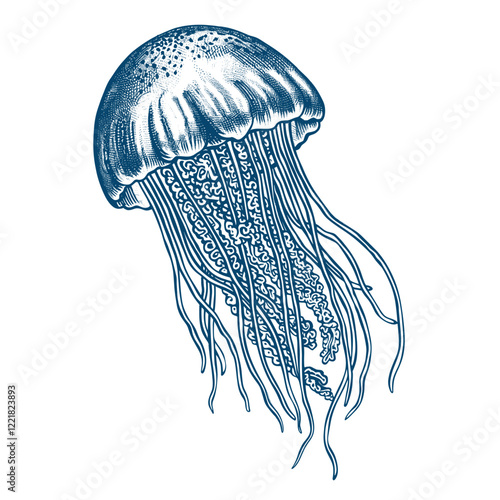 Hand drawn jellyfish drawing animal blue vector