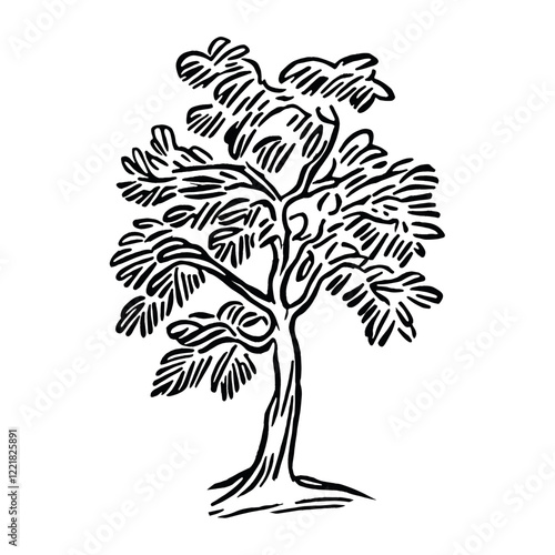 American sycamore tree drawing art sketch vector
