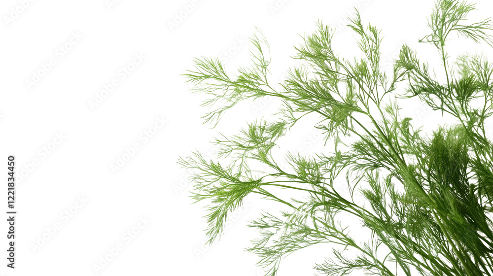 Fresh Dill Sprigs: Delicate, vibrant green dill sprigs extend towards the viewer against a clean, blank backdrop. Fresh Dill Sprigs: Delicate, vibrant green dill sprigs extend towards the viewer against a clean, blank backdrop.
