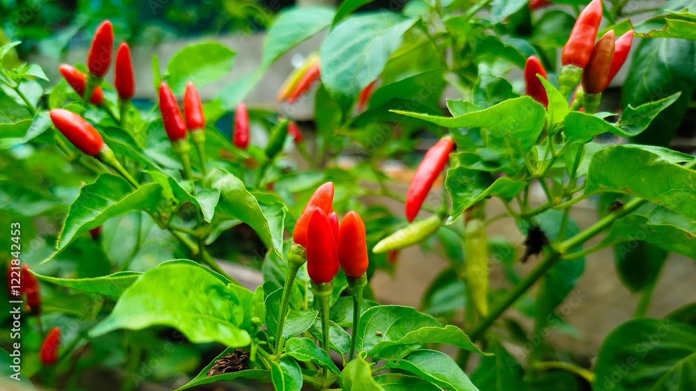 Cayenne pepper (Capsicum frutescens) or Cayenne pepper (Capsicum frutescens) or