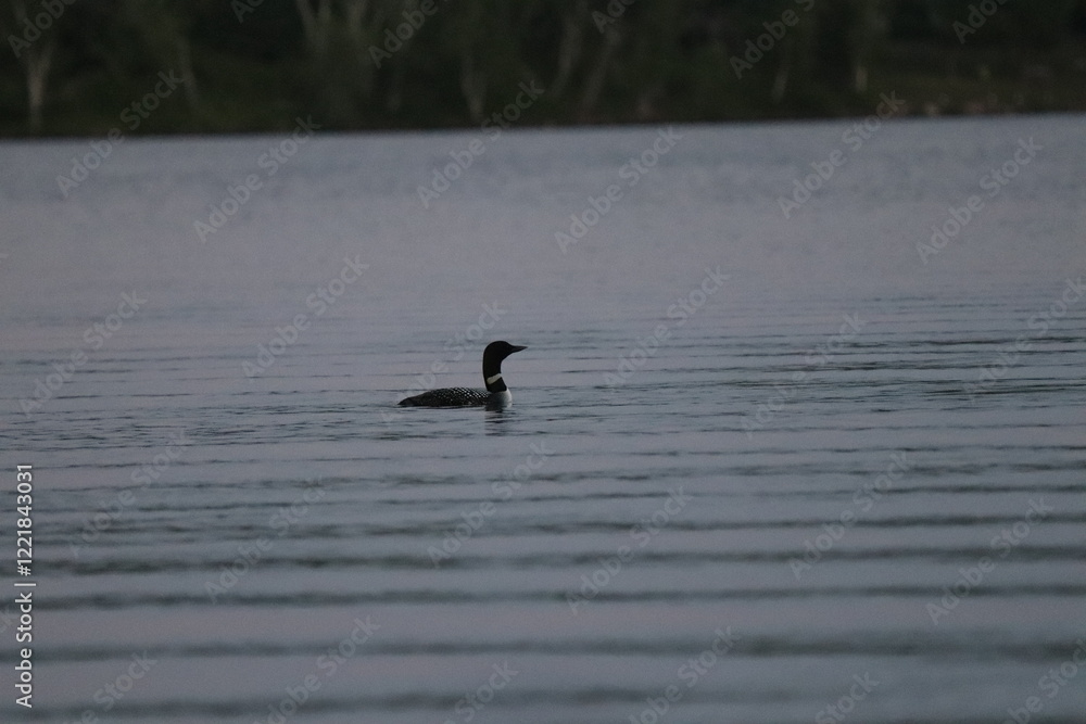 Adult Loon on a lake in northern Minnesota in the fall/autumn. Adult Loon on a lake in northern Minnesota in the fall/autumn.