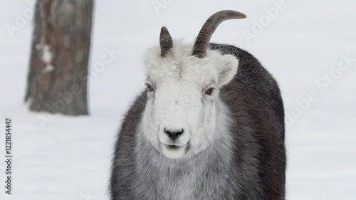 Dall Sheep On Snowy Landscape Of Whitehorse, Yukon, Canada - Close Up photo