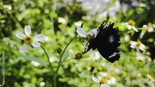 Butterfly and insects fly around the pollen of white flowers in the flower garden.