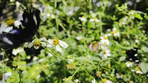 Butterfly and insects fly around the pollen of white flowers in the flower garden.