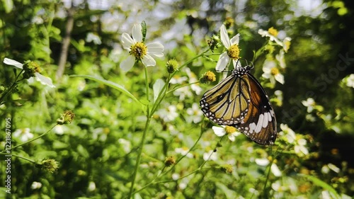 Butterfly and insects fly around the pollen of white flowers in the garden.