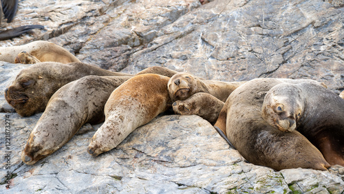 Bild auf Leinwand sleeping sea lions photographed in ushaia argentina