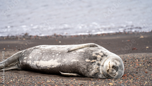 Quadro su tela Weddell Sea lion in deception bay antarctica