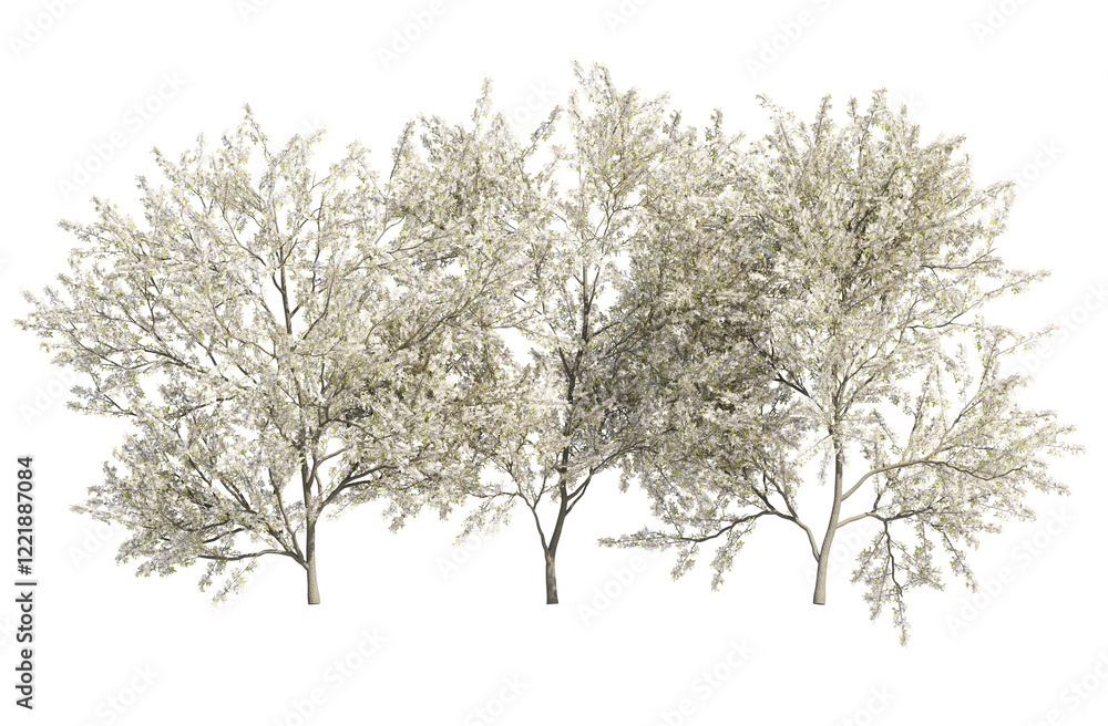Fototapeta premium blackthorn bushes isolated on transparant background. 3d rendering
