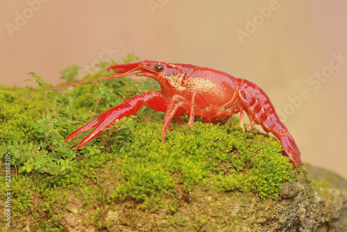 A freshwater crayfish is resting on a mossy rock by the river. This aquatic animal has the scientific name Cherax quadricarinatus. photo