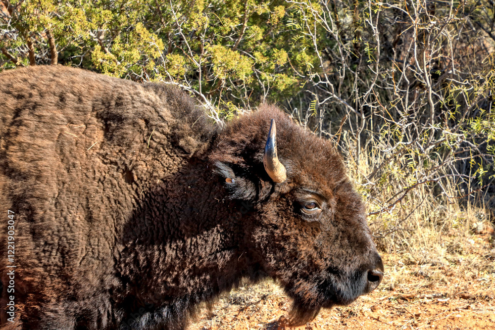 American bison, commonly known as the American buffalo, grazing all through the Caprock Canyons State Park. American bison, commonly known as the American buffalo, grazing all through the Caprock Canyons State Park.
