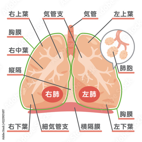 肺の構造イラスト3