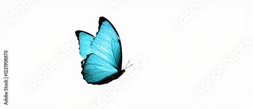 Butterfly with black patterns and a light blue tint on its wings isolated on a white background. Morpho polyphemus species. Made with generative AI