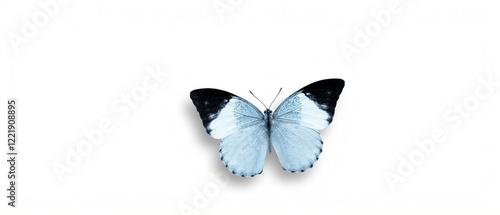 Butterfly with black patterns and a light blue tint on its wings isolated on a white background. Morpho polyphemus species. Made with generative AI