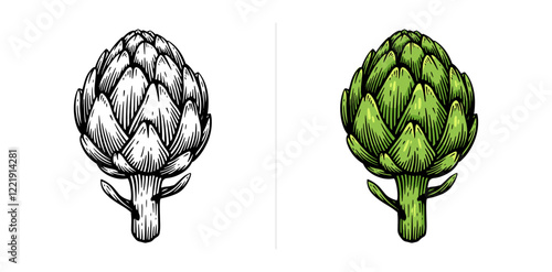Hand drawn artichoke. Artichoke line art vector illustration