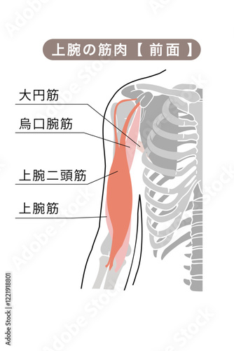 体の上腕の主な筋肉のシンプルイラスト