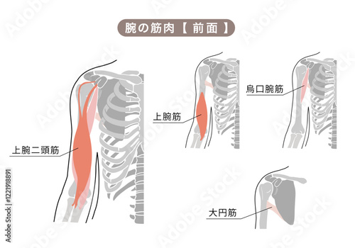 体の上腕の主な筋肉のシンプルイラスト