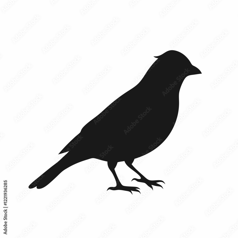 A black bird with a black head and a black body. It is sitting on a white background A black bird with a black head and a black body. It is sitting on a white background