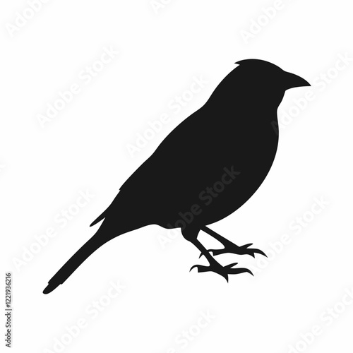 A black bird with a black head and a black body. It is sitting on a white background
