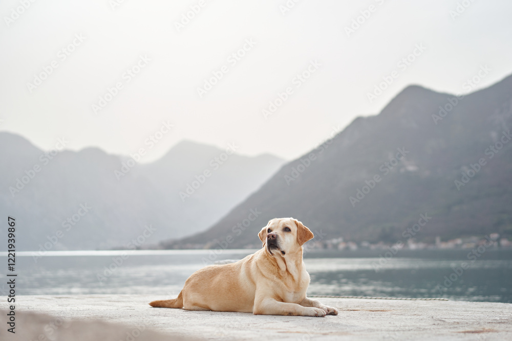 A Labrador Retriever lying on the pier with its gaze directed towards the calm sea and mountainous horizon. The photo captures the dog's relaxed state and the serenity of the environment. A Labrador Retriever lying on the pier with its gaze directed towards the calm sea and mountainous horizon. The photo captures the dog's relaxed state and the serenity of the environment.