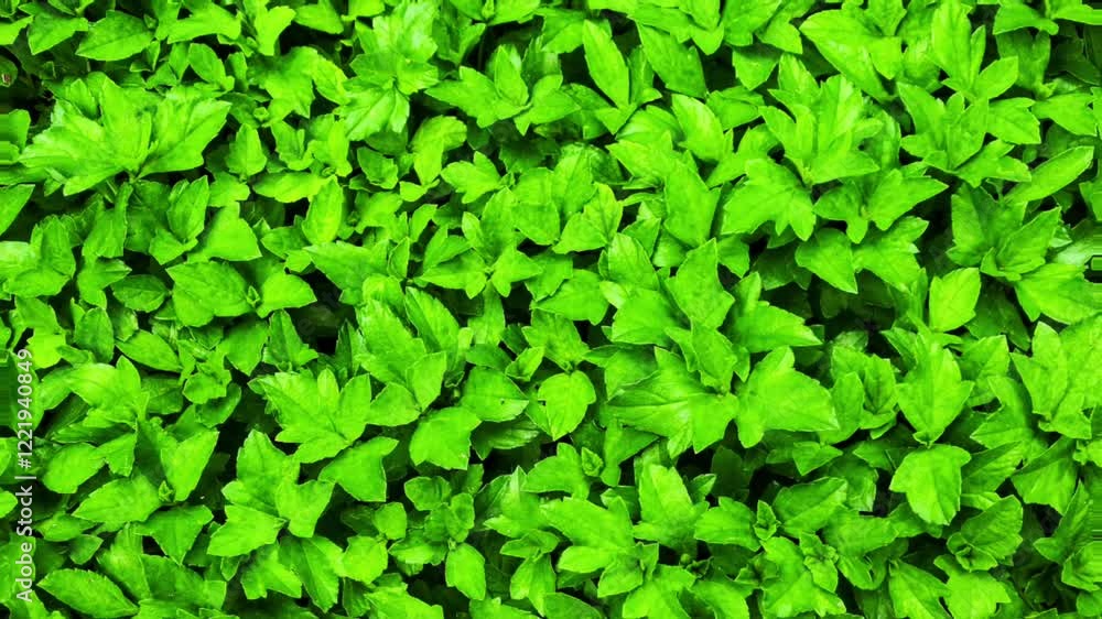 The background animation of a small leaf of green color swaying on full screen looks refreshing The background animation of a small leaf of green color swaying on full screen looks refreshing