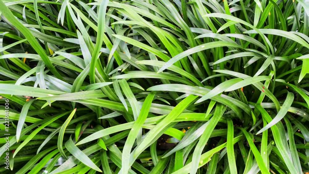 Animasi latar daun panjang warna hijau yang bergoyang pada layar penuh tampak menyegarkan Animasi latar daun panjang warna hijau yang bergoyang pada layar penuh tampak menyegarkan