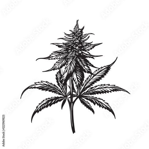 Vector of cannabis plant botanical illustration in black and white woodcut style, detailed leaf and bud structure.