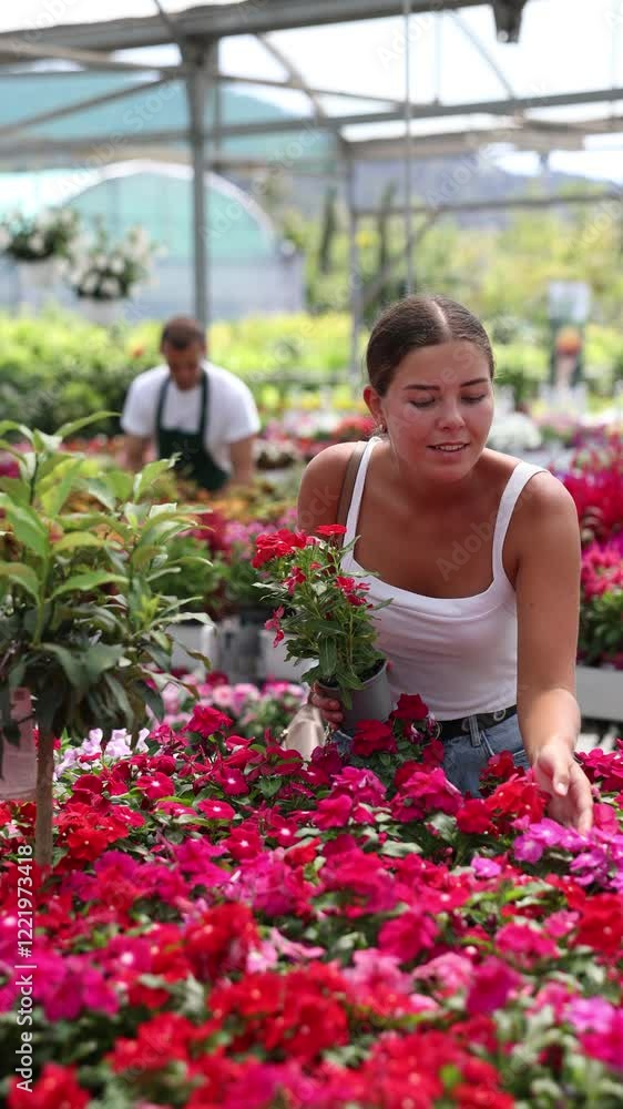 Young woman buyer chooses periwinkle in pot in flower shop Young woman buyer chooses periwinkle in pot in flower shop