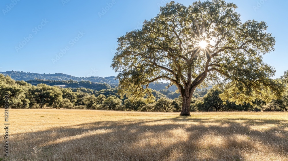 Sunlit Oak Tree in Valley Meadow, California Sunlit Oak Tree in Valley Meadow, California
