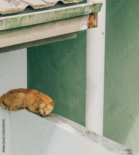 Cat wake up from sleep. 
