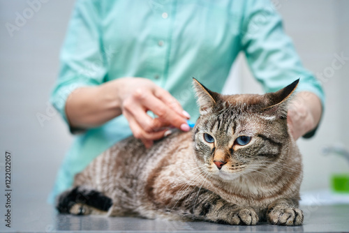 Domestic cat getting a vaccination at the clinic