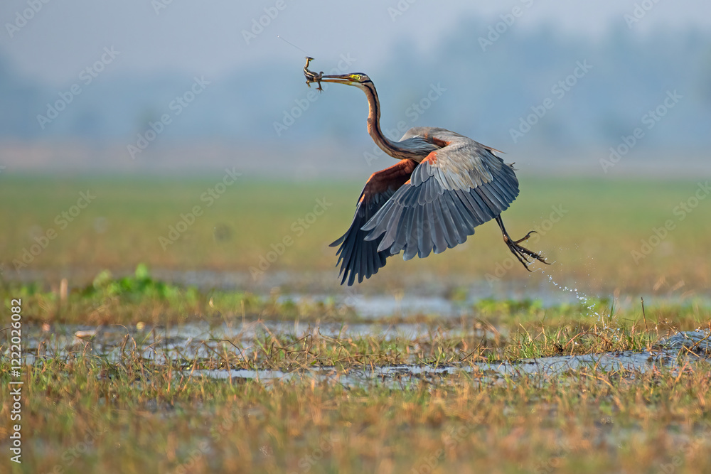 Purple heron bird taking off with a catch in beak in the wetlands. Selective focus.