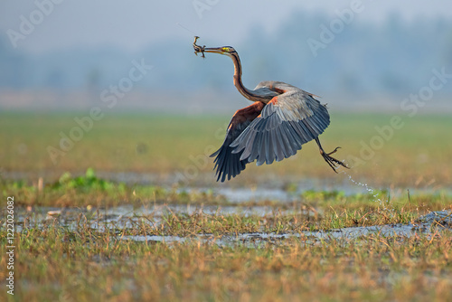 Obraz na płótnie Purple heron bird taking off with a catch in beak in the wetlands. Selective focus. w salonie