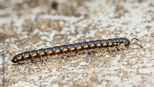 Yellow-spotted millipede crawling on concrete surface photo