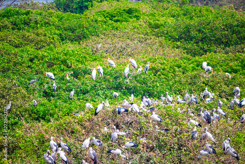 Spectacular view of bird's sanctuary. Video clicked at Vedanthangal bird sanctuary, Tamil Nadu, India photo