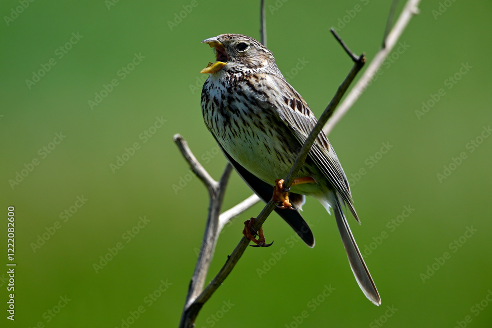 Fototapeta premium Grauammer // Corn Bunting (Emberiza calandra)