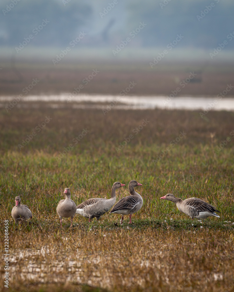 Obraz premium Greylag goose or Anser anser flock family at keoladeo national park or bharatpur bird sanctuary rajasthan india asia bird in open grassland with shallow water or wetland during winter season migration