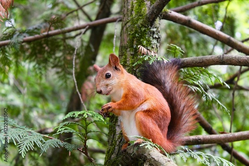 squirrel on a tree