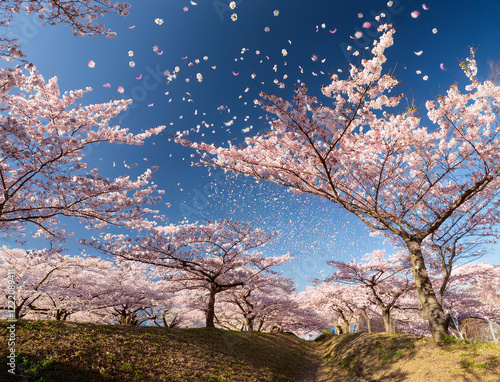 Wallpaper Mural 花びら舞い散る桜並木 Torontodigital.ca