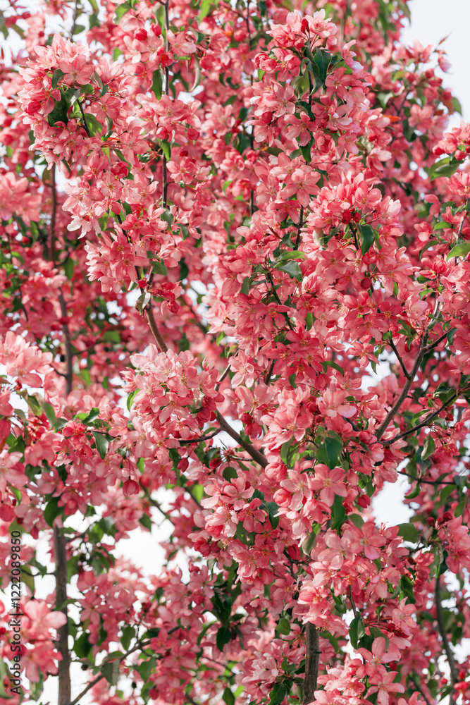 Pink Apple flowers, delicate textures of apple blossoms on bokeh background, pastel colored. Minimal nature scenic, spring blooms at natural light, tender natural tones Pink Apple flowers, delicate textures of apple blossoms on bokeh background, pastel colored. Minimal nature scenic, spring blooms at natural light, tender natural tones