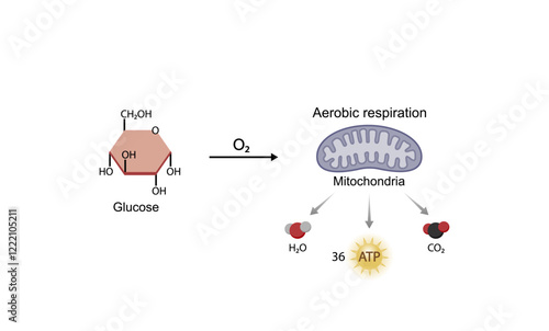 Aerobic cellular Respiration. Glycolysis. Mitochondria, energy production. Scientific Vector Illustration.